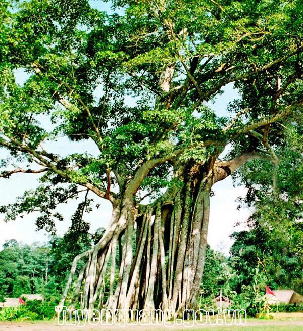 Thông tin chỉ đạo alo789a